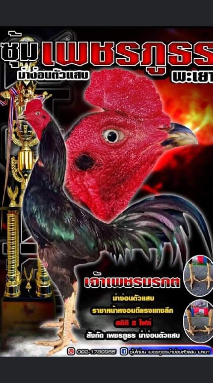 เพชรภูธรม่าง่อนตัวแสบพะเยา