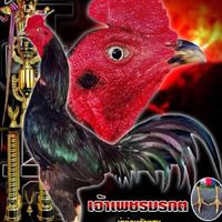เพชรภูธรม่าง่อนตัวแสบพะเยา