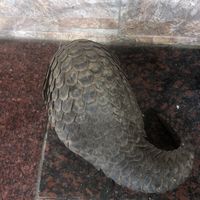 啊弟💩