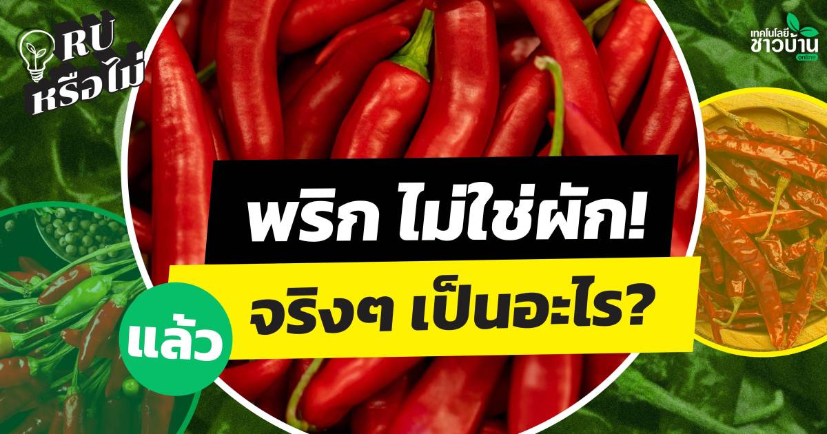 Chili Peppers Are Not Vegetables: What Are They Really?