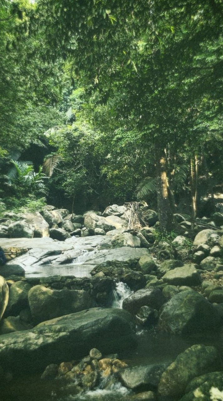 ป่าหิมพานต์ | genshin impact au.thai ooc