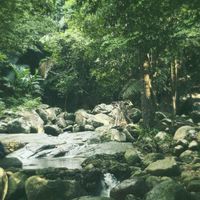 ป่าหิมพานต์ | genshin impact au.thai ooc