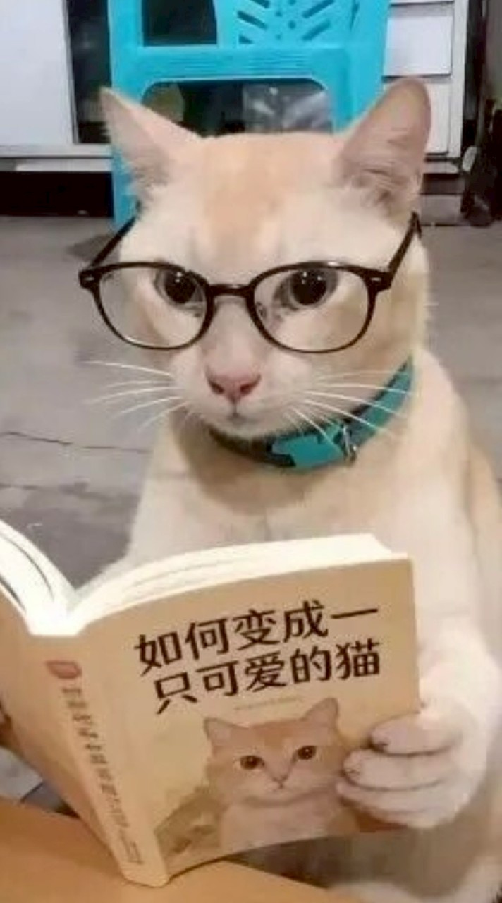 貓貓頭社