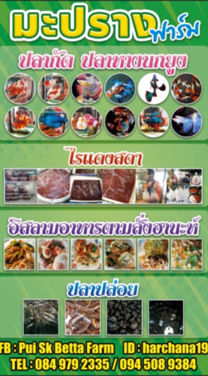กลุ่มคนรักปลากัด หางนกยูง ไรแดง อาหาร เปิดประมูล นำเสนอ