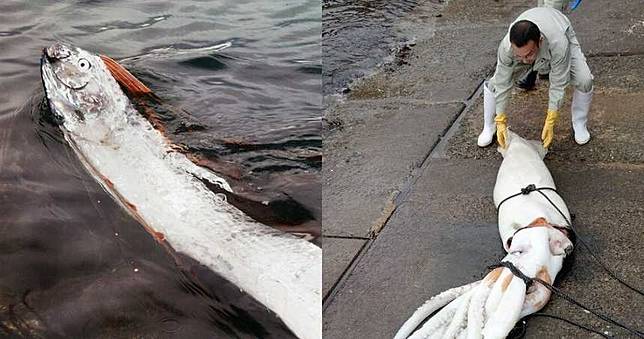 地震前兆？罕見深海「龍宮使者」現蹤　6m大王烏賊飄海面