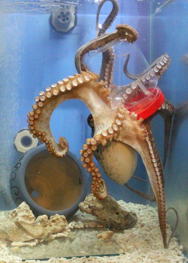 照片來源：野柳海洋世界FB