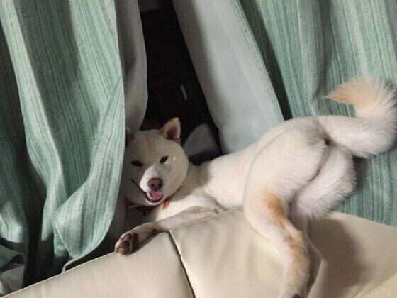 柴犬のしっぽ ﾁｮﾝ…）パパのしっぽをオモチャにした柴犬赤ちゃんと、真似する
