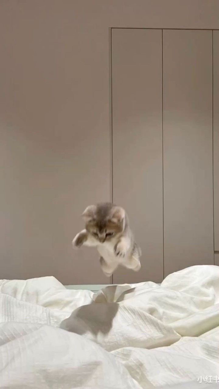 にゃんにゃん教