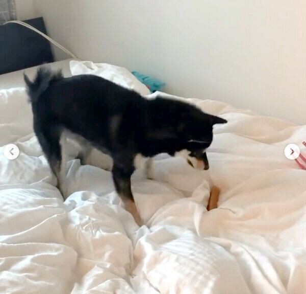 ヒマチー をゲットした柴犬 すぐに食べるかと思いきや