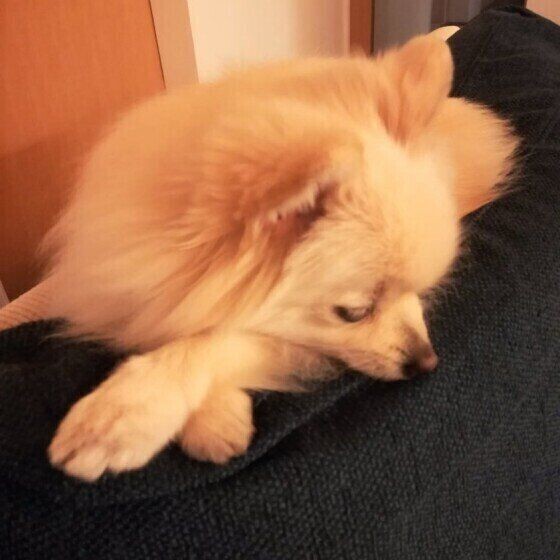 犬の 足クロス にはどんな意味がある