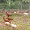 เพชรฟาร์ม : ไก่ชนสายพันธุ์ เปรู ไซ่ง่อน ไทยเชิงพัฒนาสีทอง