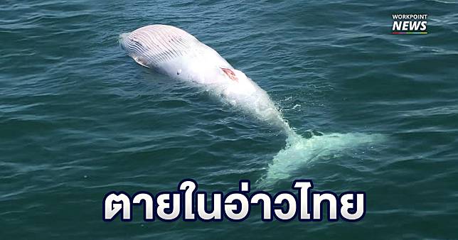 เร่งผ่าซาก