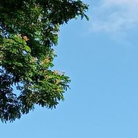 กลุ่มสิทธิขาดรูปต่างๆBy.𝗜𝗖𝗘