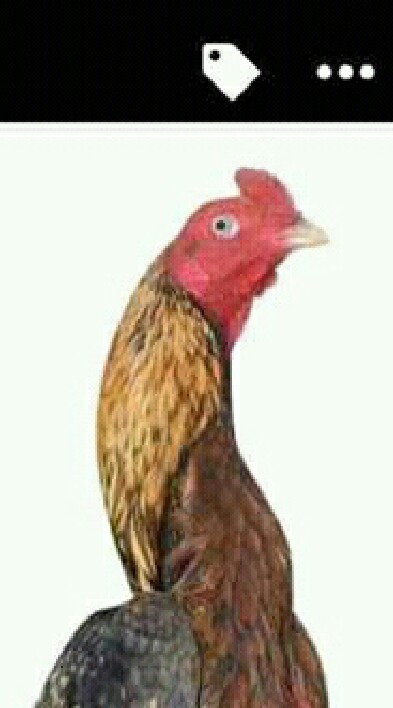 ไก่ชนสายม้าสีหมอก(พม่าลีลาและม้าล่อไอคิว)