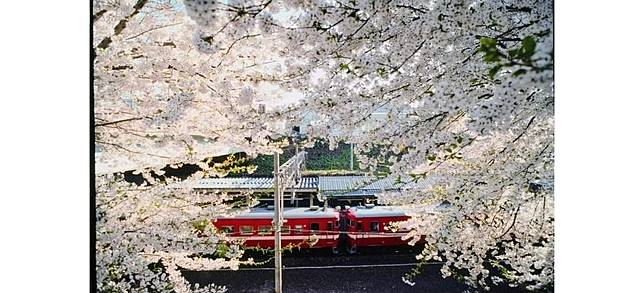 北海道道民推薦賞櫻景點美食4選來場不一樣的日本櫻花之旅 Japankuru日本酷樂 Line Today