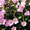 家庭菜園、ガーデニングお悩み共有