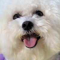 ビションフリーゼの会