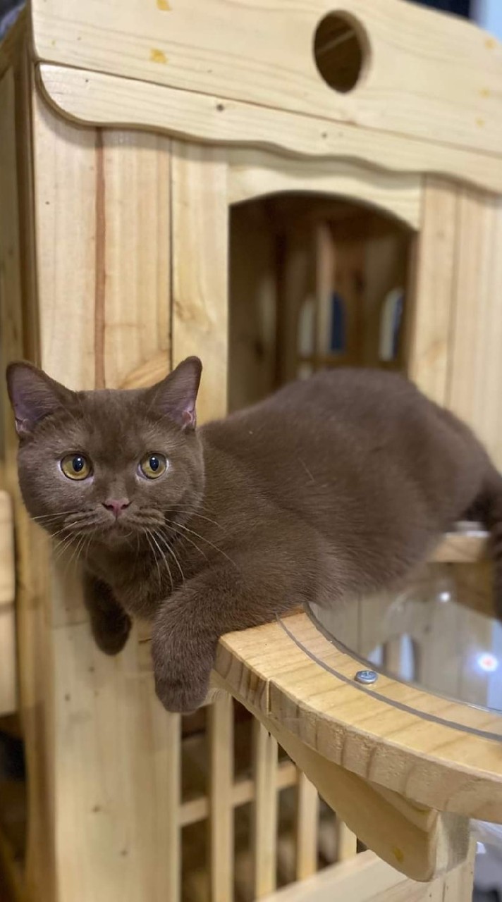 British Shorthair By Roi A Soon