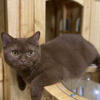 British Shorthair By Roi A Soon
