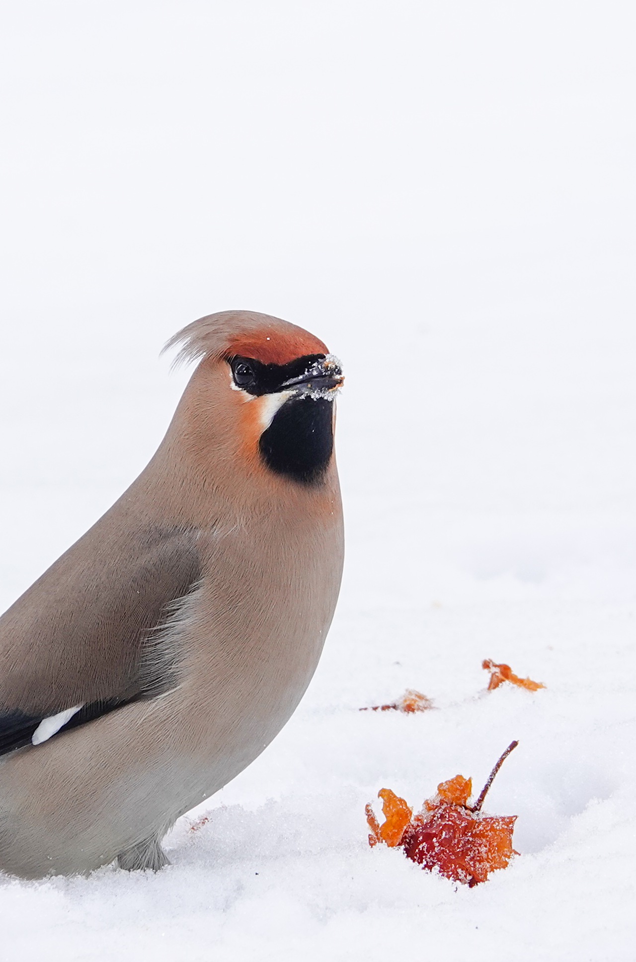 旅遊攝影師貝琪梨的極地遠征！Sony RX10 IV 極光 / 飛羽實戰拍攝分享