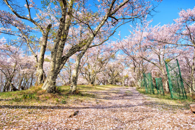 気分だけでも春を感じて 詠み継がれる日本の心 桜 がテーマの和歌おすすめ8首を紹介