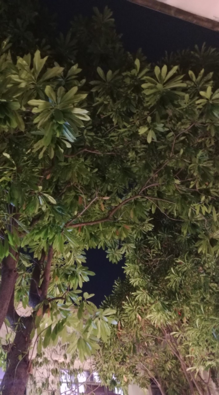 Choi Jihyoen TG  My Family