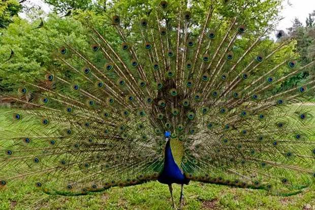 42 Gambar Burung Merak Mekar Terbaru