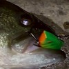 鯉太郎の発達オプ