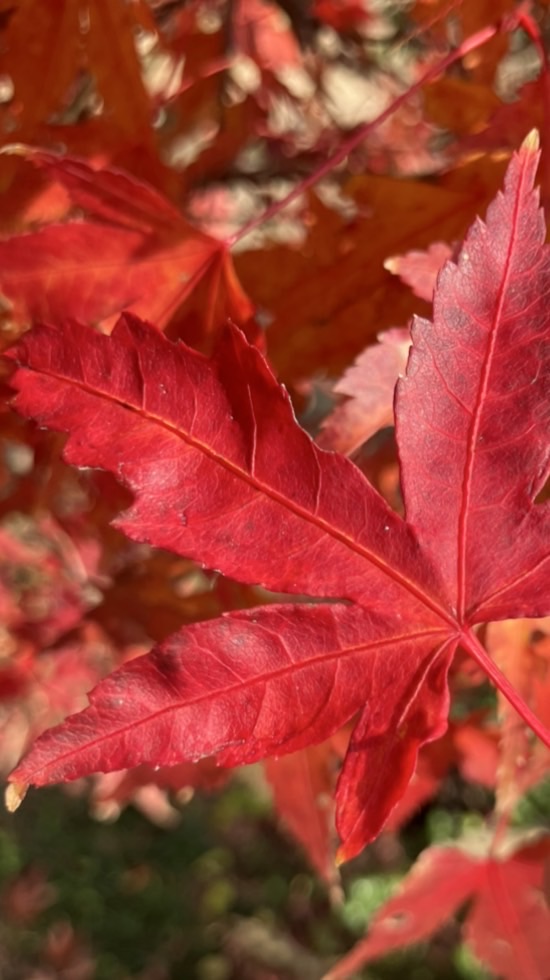 プランツヒューマンズ（製作途中