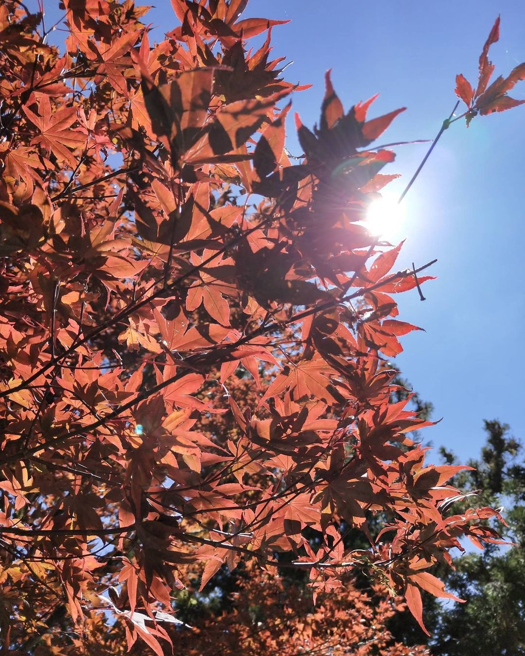 太平山 @zhongcunjin