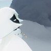 #Sky星を紡ぐ子どもたち 相方 師弟 フレ 募集 雑談