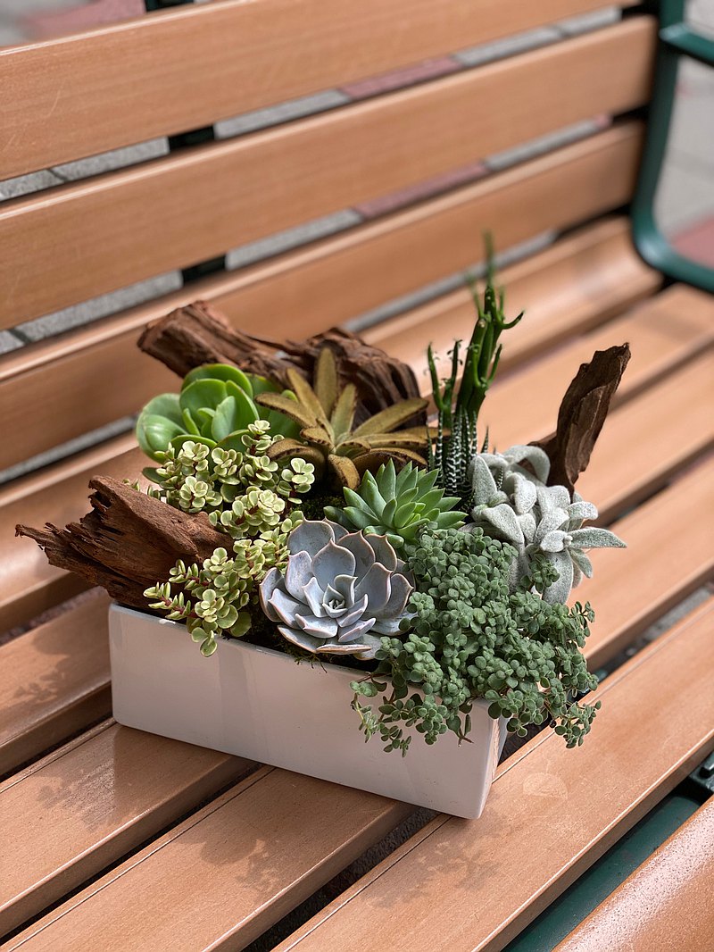 療癒多肉植物組合盆栽、手作DIY植物組合與器皿的搭配、加入適合造景的流木設計
