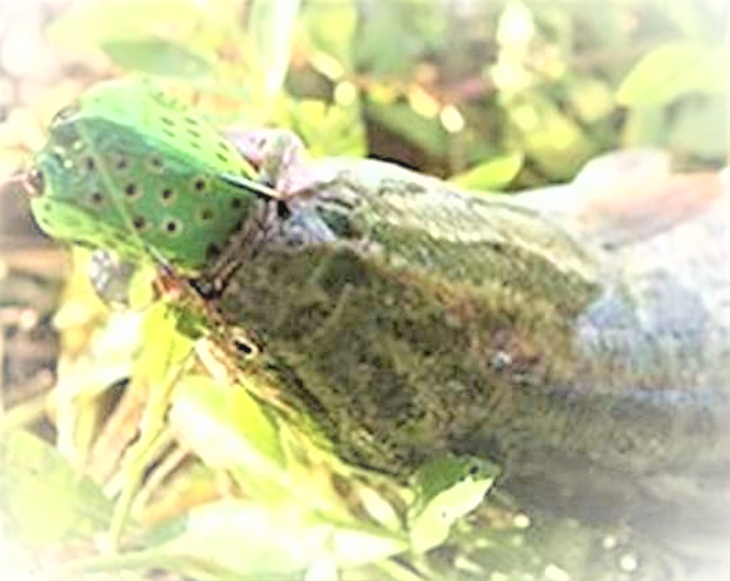 雷魚釣りをマスターしたい おすすめの釣り方やタックルをチェック Fishing Japan