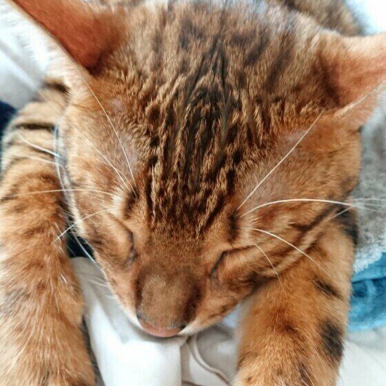 なぐさめてくれてるのu2026？」 愛猫が見せた意外な行動