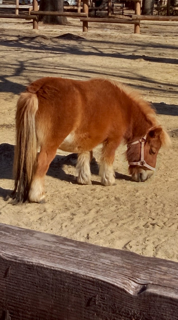豊清町組長会2026