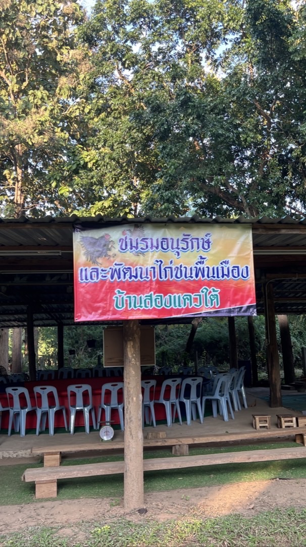 สนามชนไก่ บ้านสองแควใต้