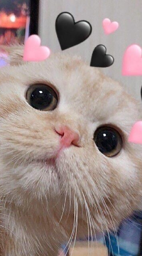 ร้านเจ๊ แพร รับตัดต่อฟรี💗😽(เข้ามากันเยอะๆนะค้า) รับทั้งบอทเรียล