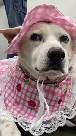 สาขาเทคนิคการสัตวแพทย์🐶🔬