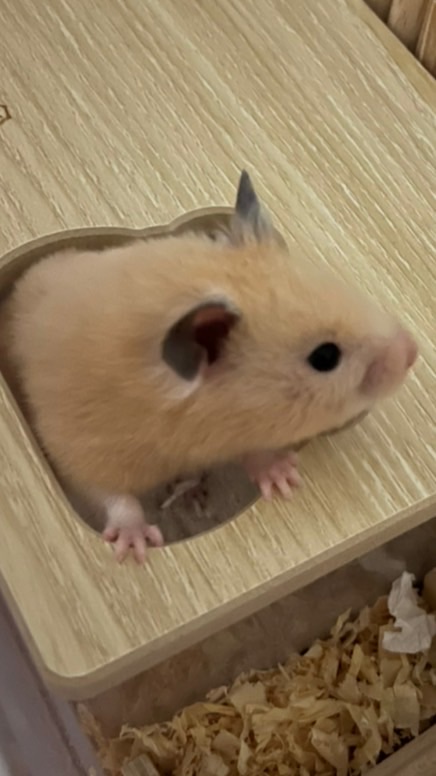 。🐹吱想幸福🐹。