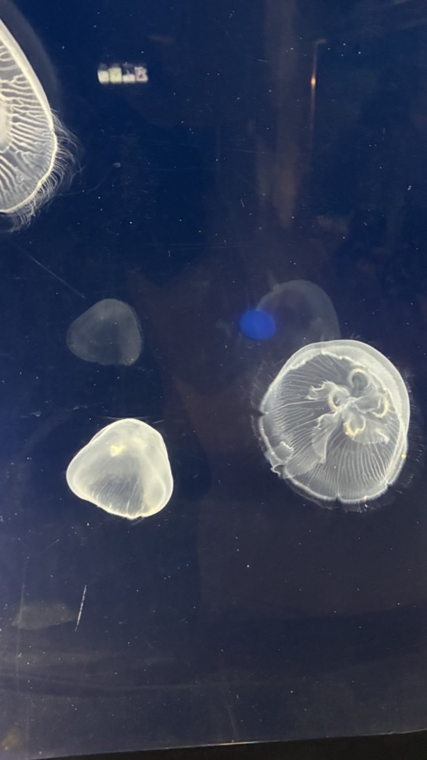 ヒマチャ民の集い