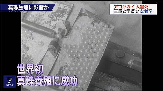 日本珍珠產業重創愛媛 三重縣珍珠牡蠣大量亡 民視新聞網 Line Today