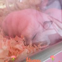 ハムスター飼っている方
