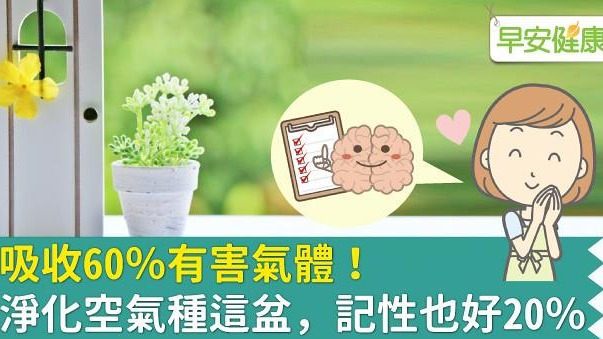 吸收60％有害氣體！淨化空氣種這盆，記性也好20％