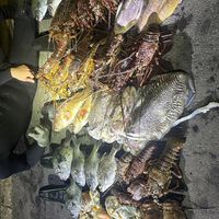 斤欠魚羊