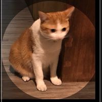 兮廢圖廢文敗家區