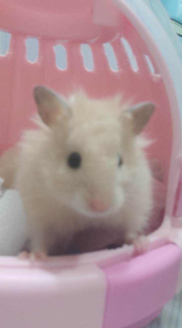 吉八八的愛愛cp小窩🥺（傳說+