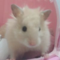吉八八的愛愛cp小窩🥺（傳說+
