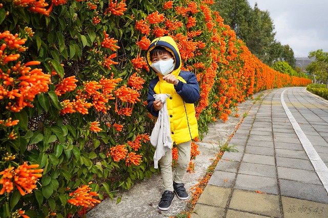 后科路炮仗花