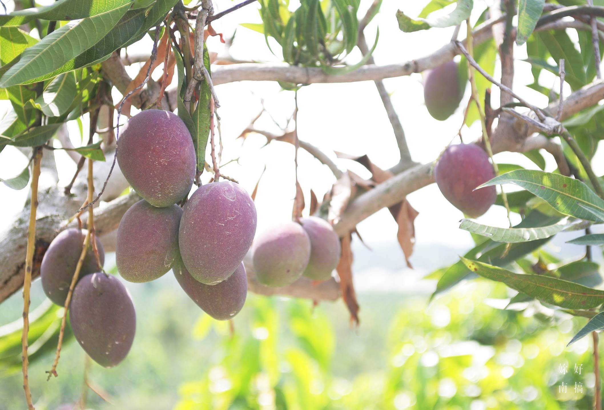 玉井景點-06-妳好南搞