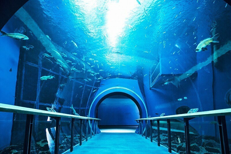 最新ハッピーセットは プラレール リカちゃん 全種紹介 いこーよ